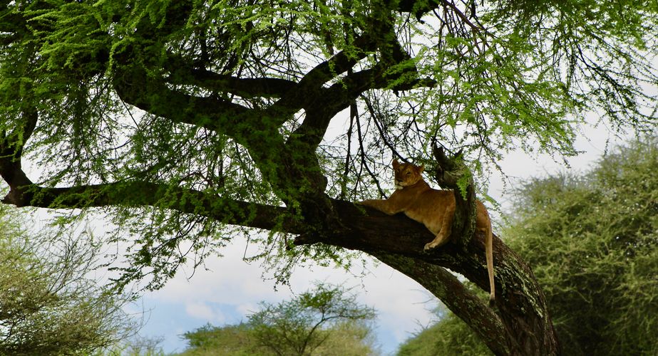 Leeuw gespot game drive